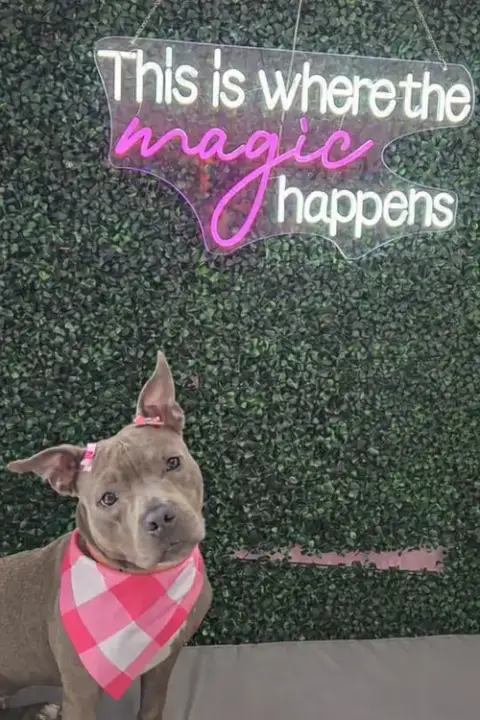 Gracie Fh photo 3