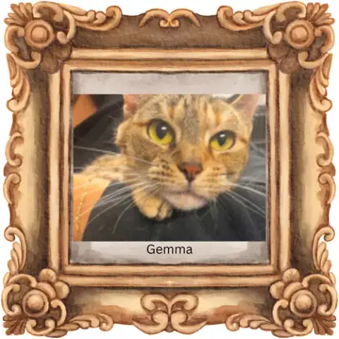 Gemma photo 4