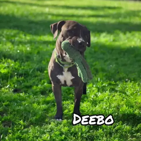 Deebo photo 2