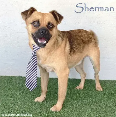 Sherman