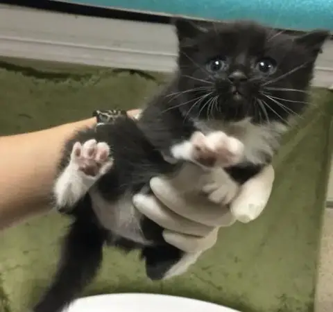 Coco Chanel