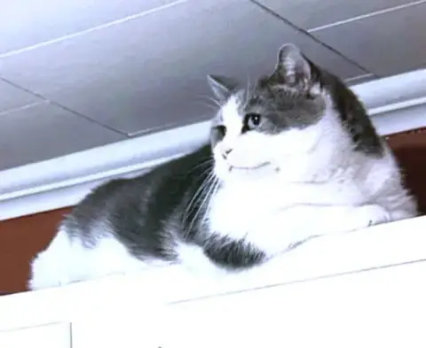 Phantom