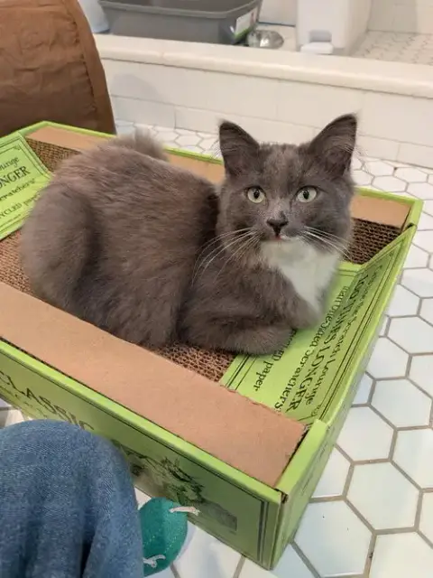 Greyson