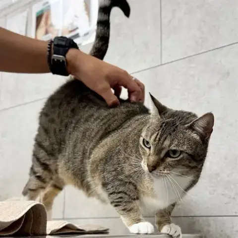 Pepper