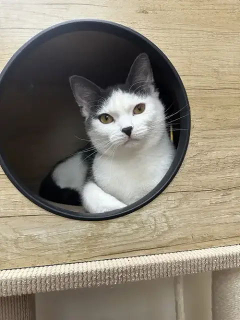 Maeve