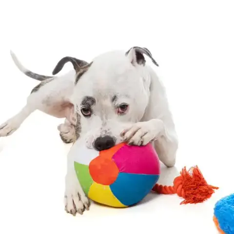 Rudy photo 5