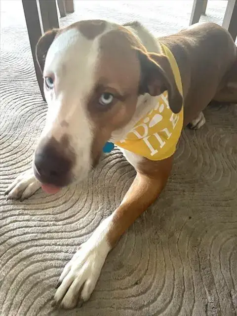 Skye