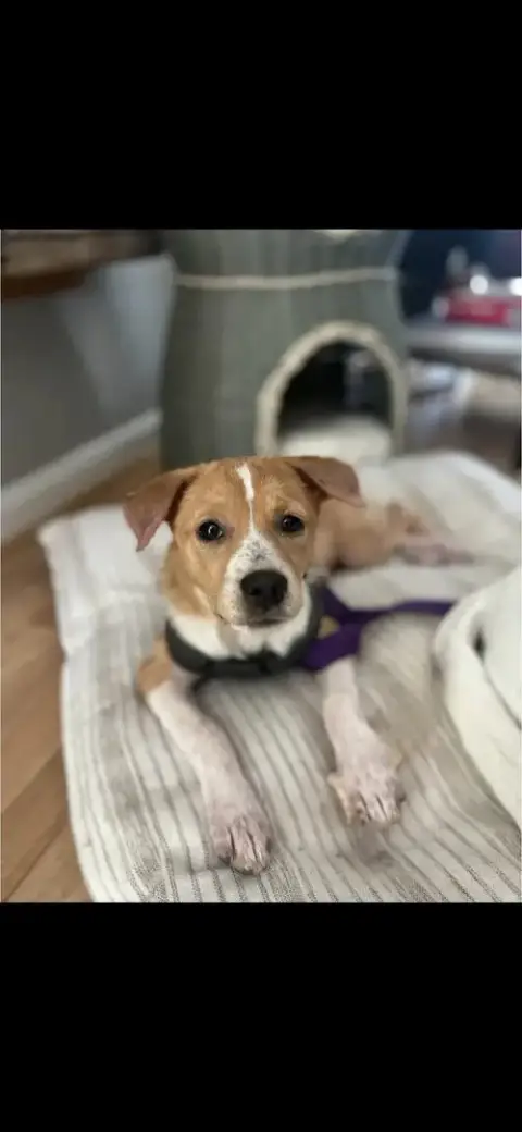 Puppy Diva photo 5