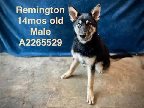 Remmington