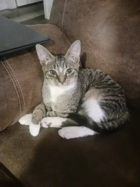 Tawny