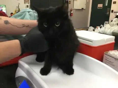 Toothless