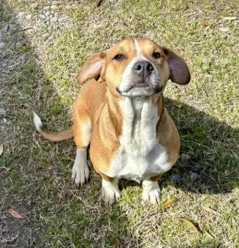 Bocephus- No More Applications photo 5