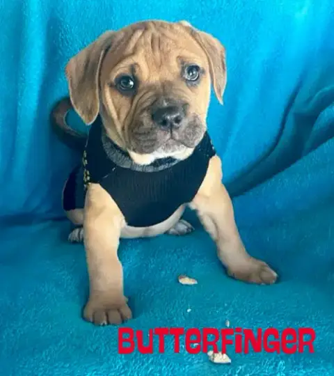 Butterfinger