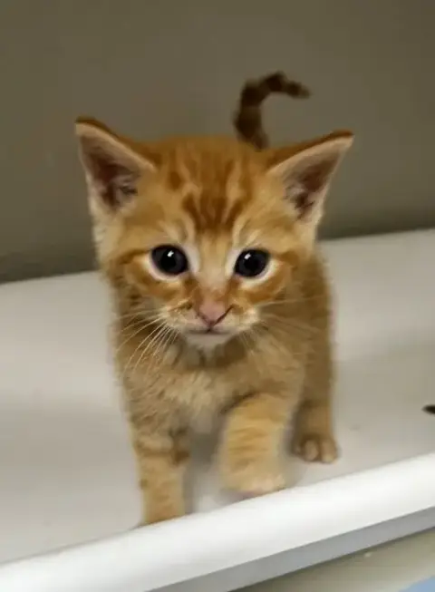 Butters