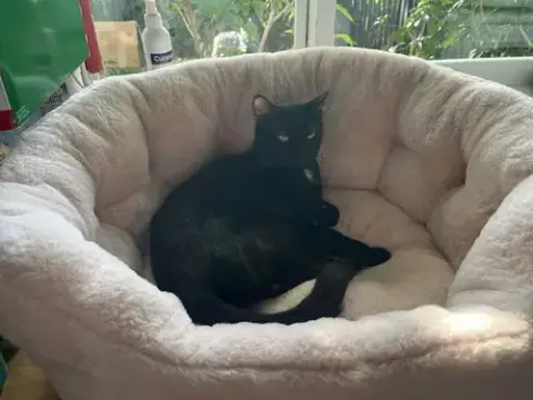 Courtesy Post: Luna