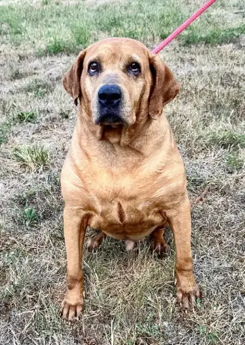 Cooper