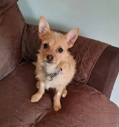 Peanut photo 3
