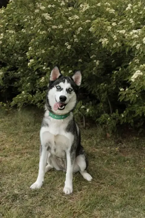 Quebec *Foster Needed* photo 2