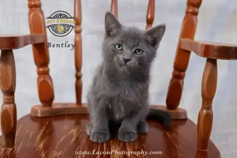 Bentley photo 3