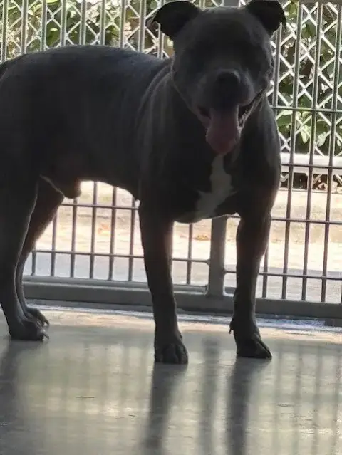 Rocket