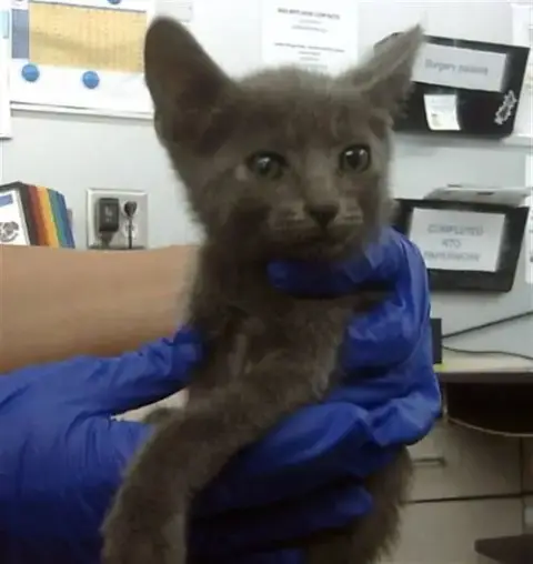 Simba
