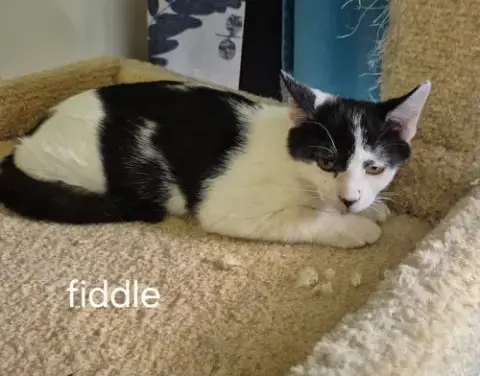 Fiddle The Handsome Boy photo 4