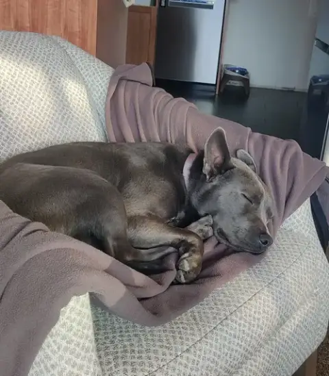 Grey photo 4