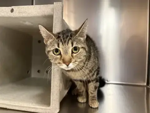 Gracie