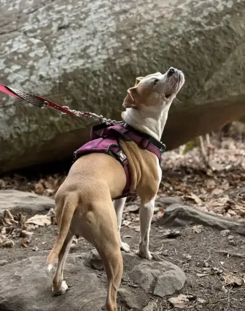 Tazzie photo 5
