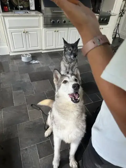 Kovu photo 3