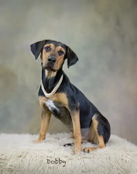 Dobby
