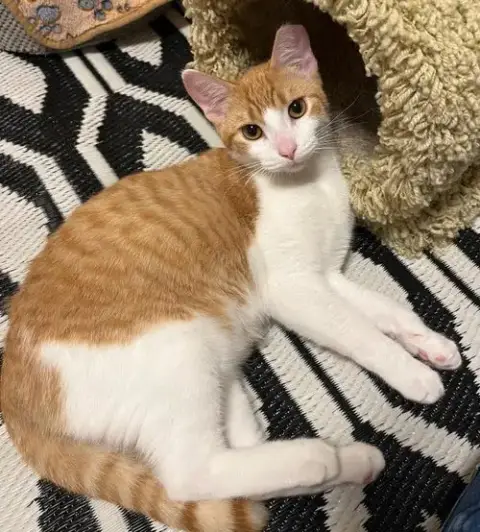 Obi photo 2