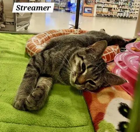 Streamers: Not At Shelter