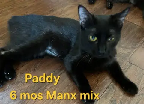 Paddy