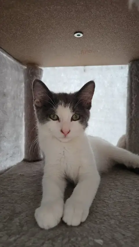 Mowgli photo 4