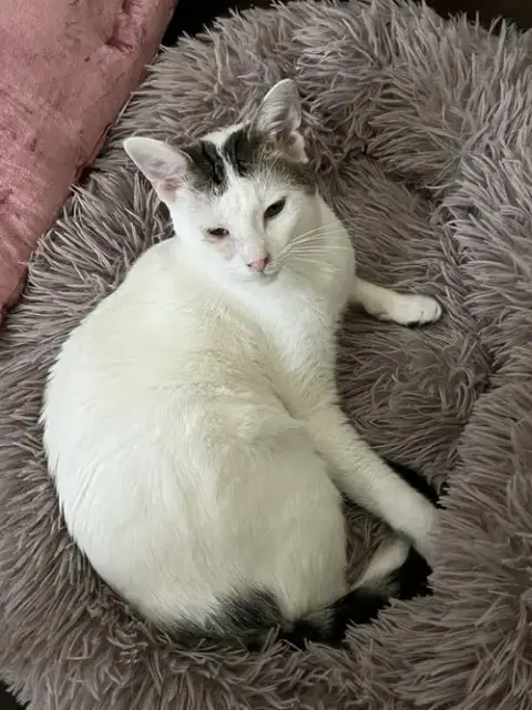 Angel photo 4