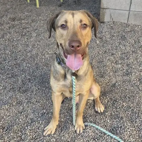 Bruno