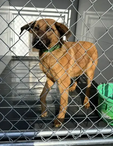 Scooby photo 5