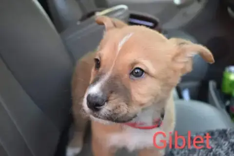 Giblet photo 3