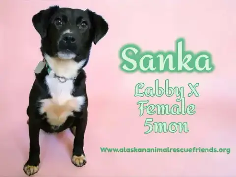 Sanka