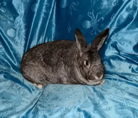 Nigel photo 3