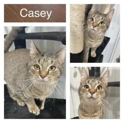 Casey- Herpes- Long Term 5*20*25 photo 2