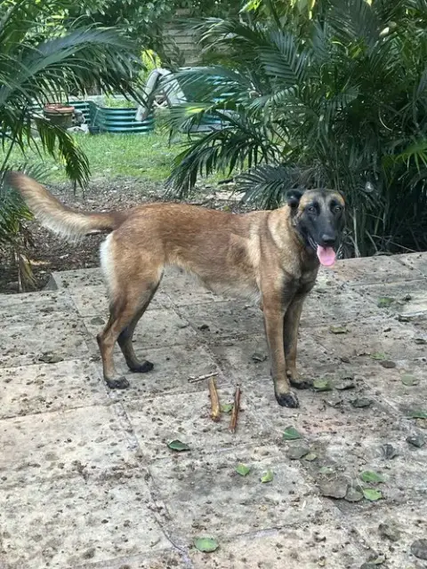 Bolt