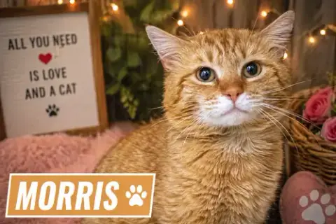 Morris