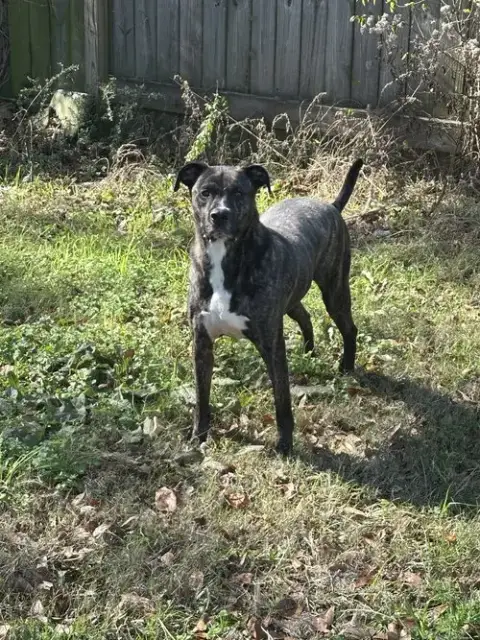 Bruno photo 2