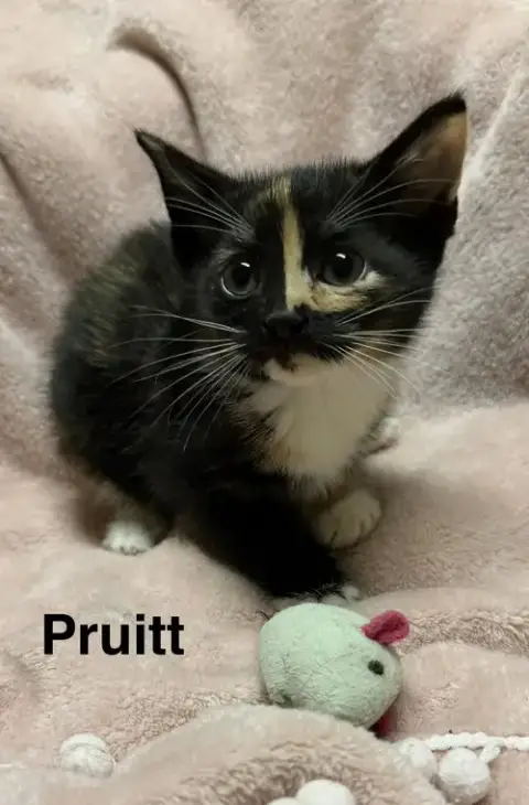 Pruitt