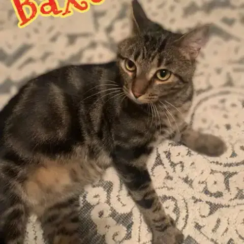 Baxter photo 2