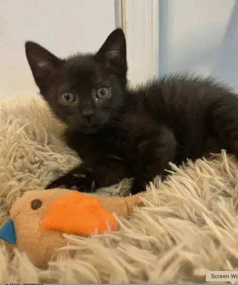 Purretha Franklin photo 4