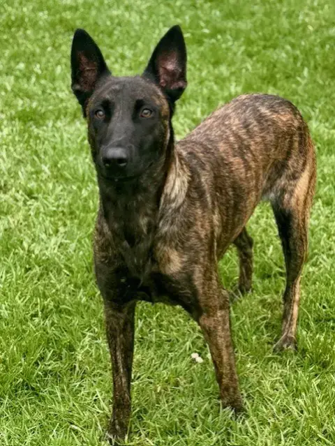 Deja