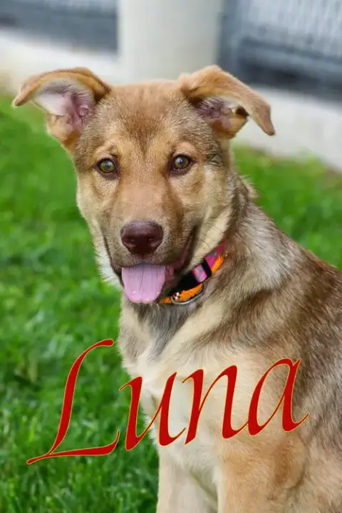 Luna T photo 4